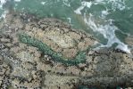 PICTURES/Beach 4 - Tidal Pools/t_Green Anenome & barnicles.JPG